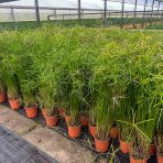 Šachor striedavolistý (Cyperus alternifolius) - výška 90-120 cm, kont. C3L 